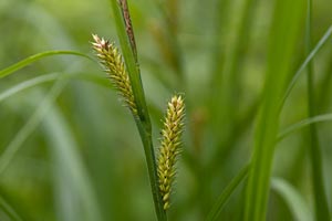 Rain Water Garden Plant