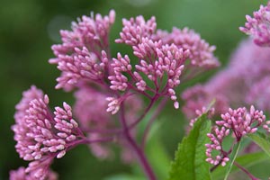 Rain Water Garden Plant