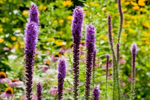 Rain Water Garden Plant