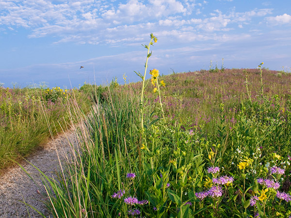 Dixon Prairie