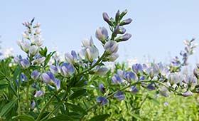 Baptisia