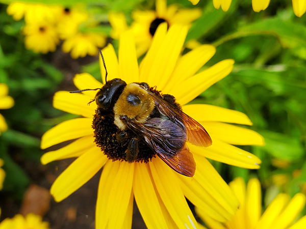 bee on flower