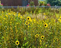 Green Roof deck