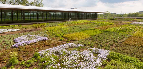 Green Roof Aerial photo