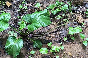 Heart-leaved plantain