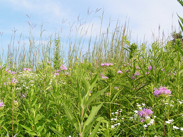 Investigating Plant and Fungal Diversity