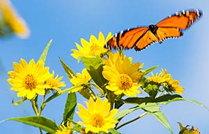 Butterfly in prairie