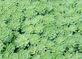 sedum