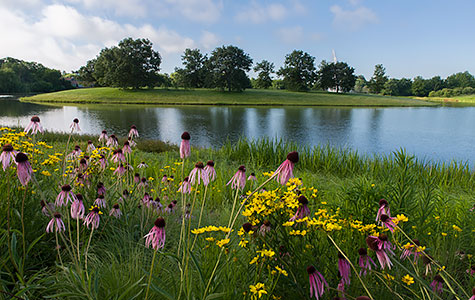 restored shoreline restored shoreline