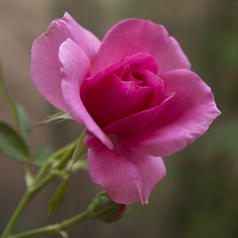 Valentine's Day Plants