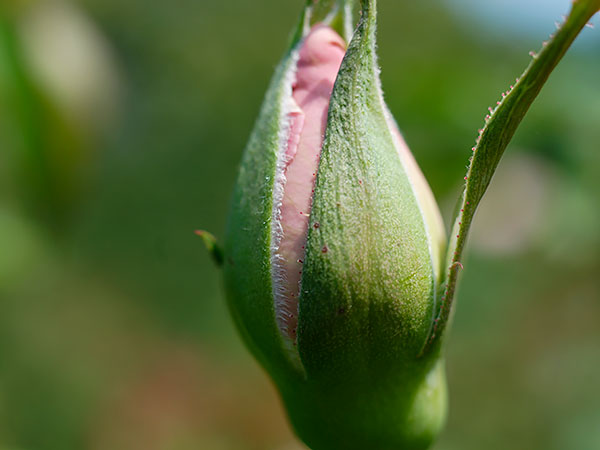 rose bud