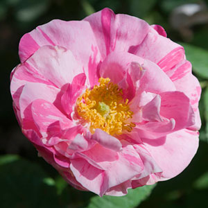 Rosa Mundi