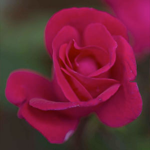 Rosa 'Radrazz'