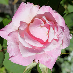 Rosa 'La France'