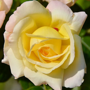 Rosa 'Peace'