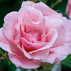 Rosa 'Queen Elizabeth'