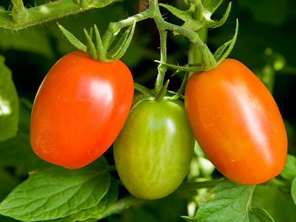 tomatoes