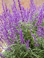 Perennial salvia