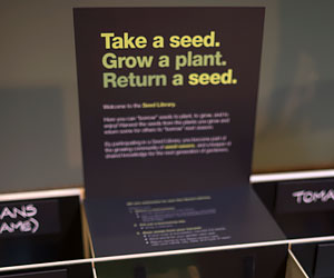 “Seed