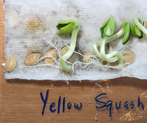 Sowing Seeds Indoors