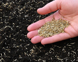 Reseeding Your Lawn