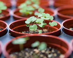 PHOTO: Seedlings