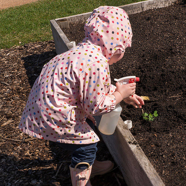 Planting Peas with Kids