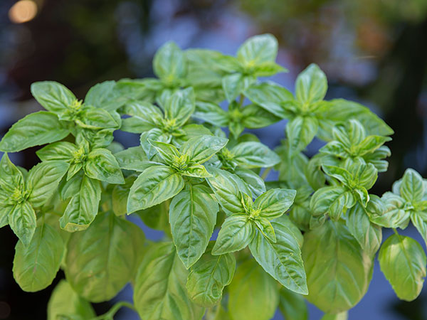 Indoor Plant Care