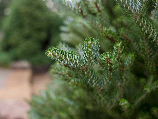 Tree and Shrub Care