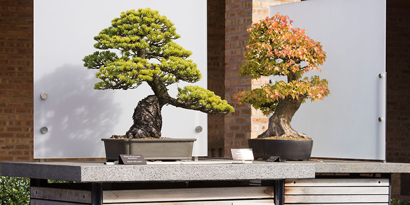 Bonsai Collection | Chicago Botanic Garden
