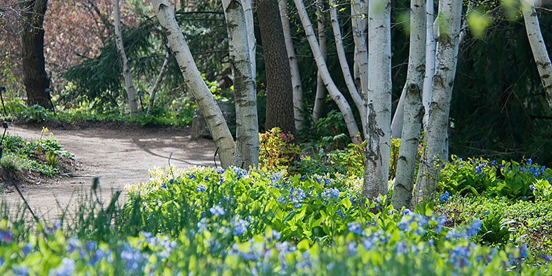 Sensory Garden | Chicago Botanic Garden
