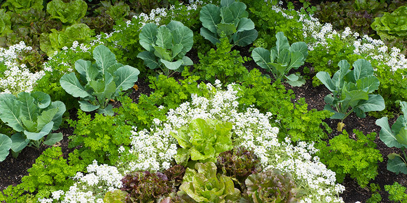 Regenstein Fruit Vegetable Garden Chicago Botanic Garden