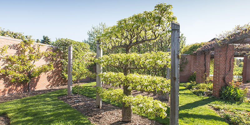 Vegetable Gardening Getting Started