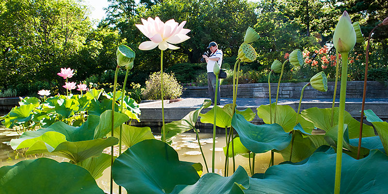 Aquatic Garden Chicago Botanic Garden
