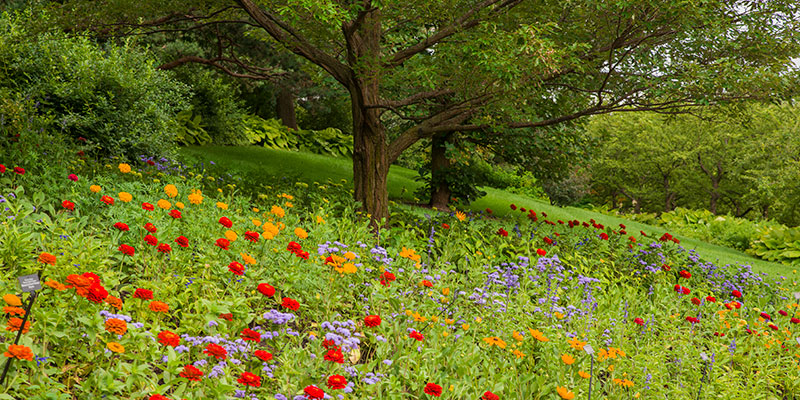 English Oak Meadow | Chicago Botanic Garden
