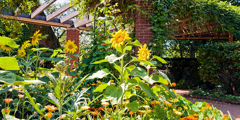 Regenstein Fruit & Vegetable Garden | Chicago Botanic Garden