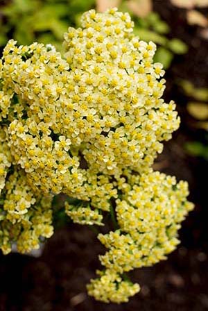 Achillea