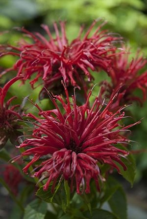 Monarda