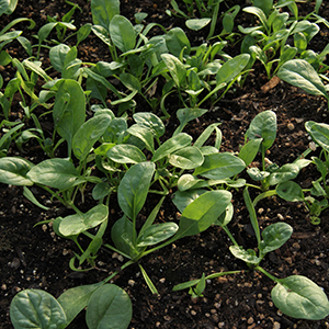 Spinach