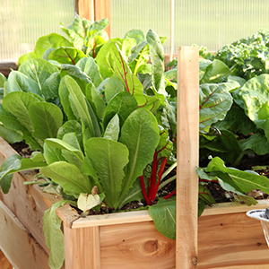 Swiss chard and leaf lettuce