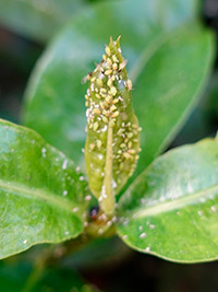 Aphids