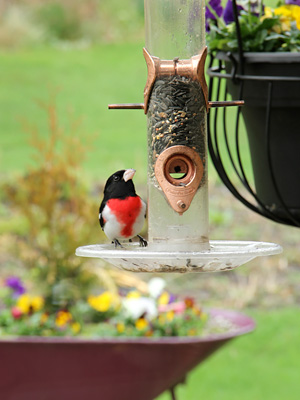 Attracting Birds to Your Garden