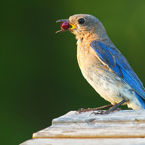 Attracting Birds to Your Garden