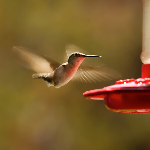 Attracting Birds to Your Garden