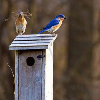 Attracting Birds to Your Garden