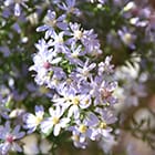 Blue wood aster