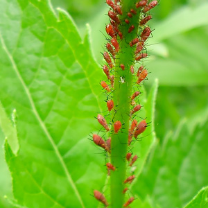 Aphids