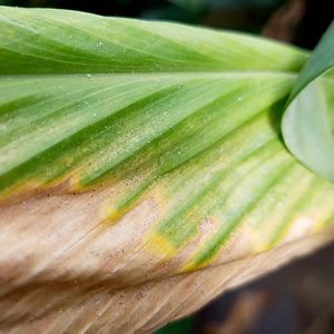 Spider Mites