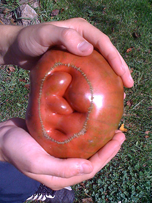 Catfacing on a tomato