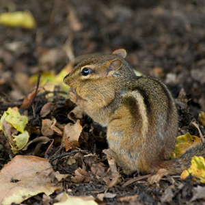 Chipmunk